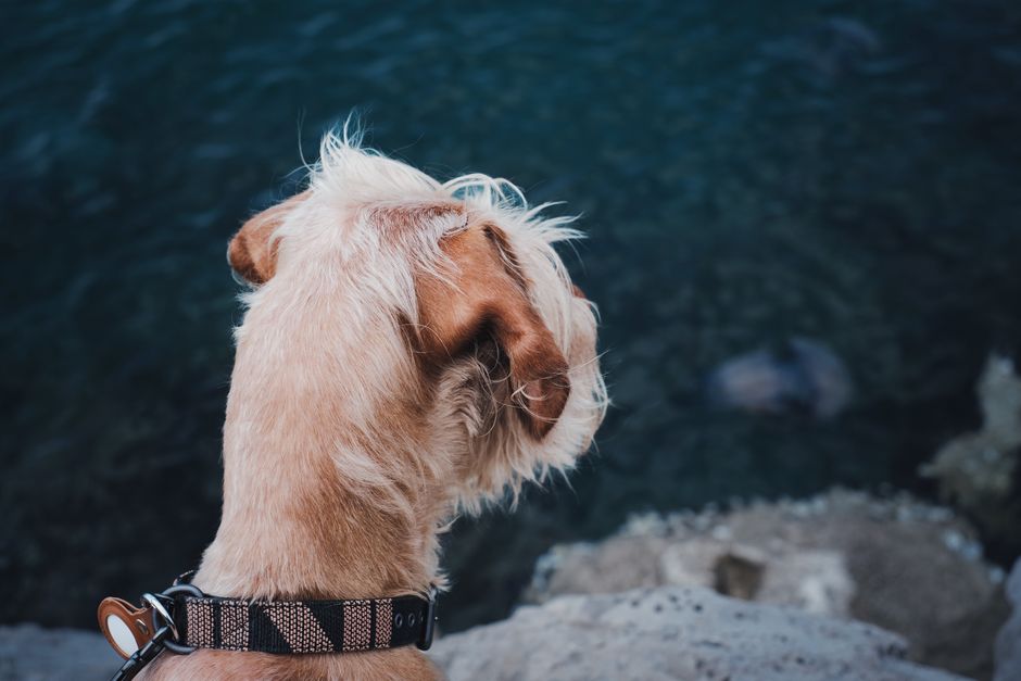 How Anti-Bark Collars Help Manage Dog Sounds